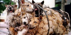 1000-yulin-dogs-in-cages1
